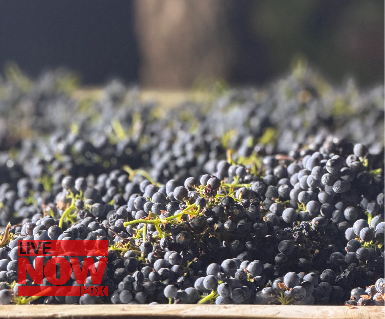 Photo of grapes picked during a midnight harvest in Napa Valley